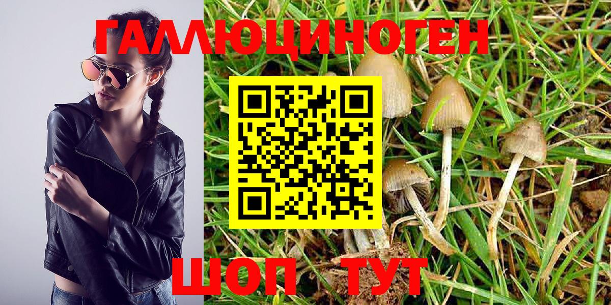 Псилоцибиновые грибы Psilocybine cubensis  Галлюциногенные грибы ЛСД  Вход с VPN  Луга 